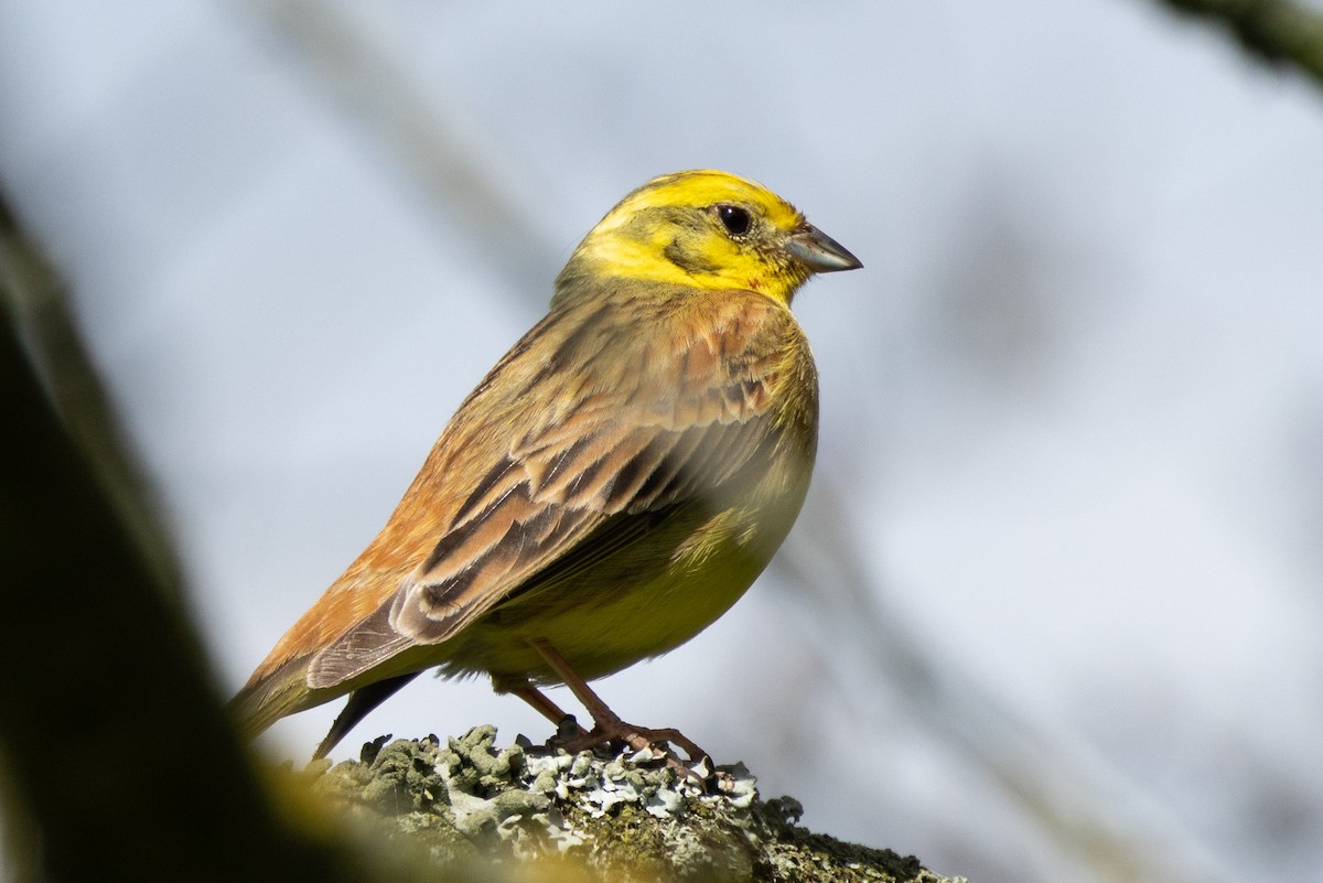 Yellowhammer - ML620573629