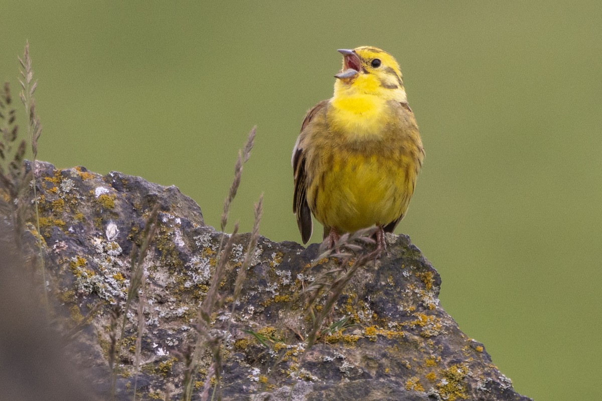 Yellowhammer - ML620573630