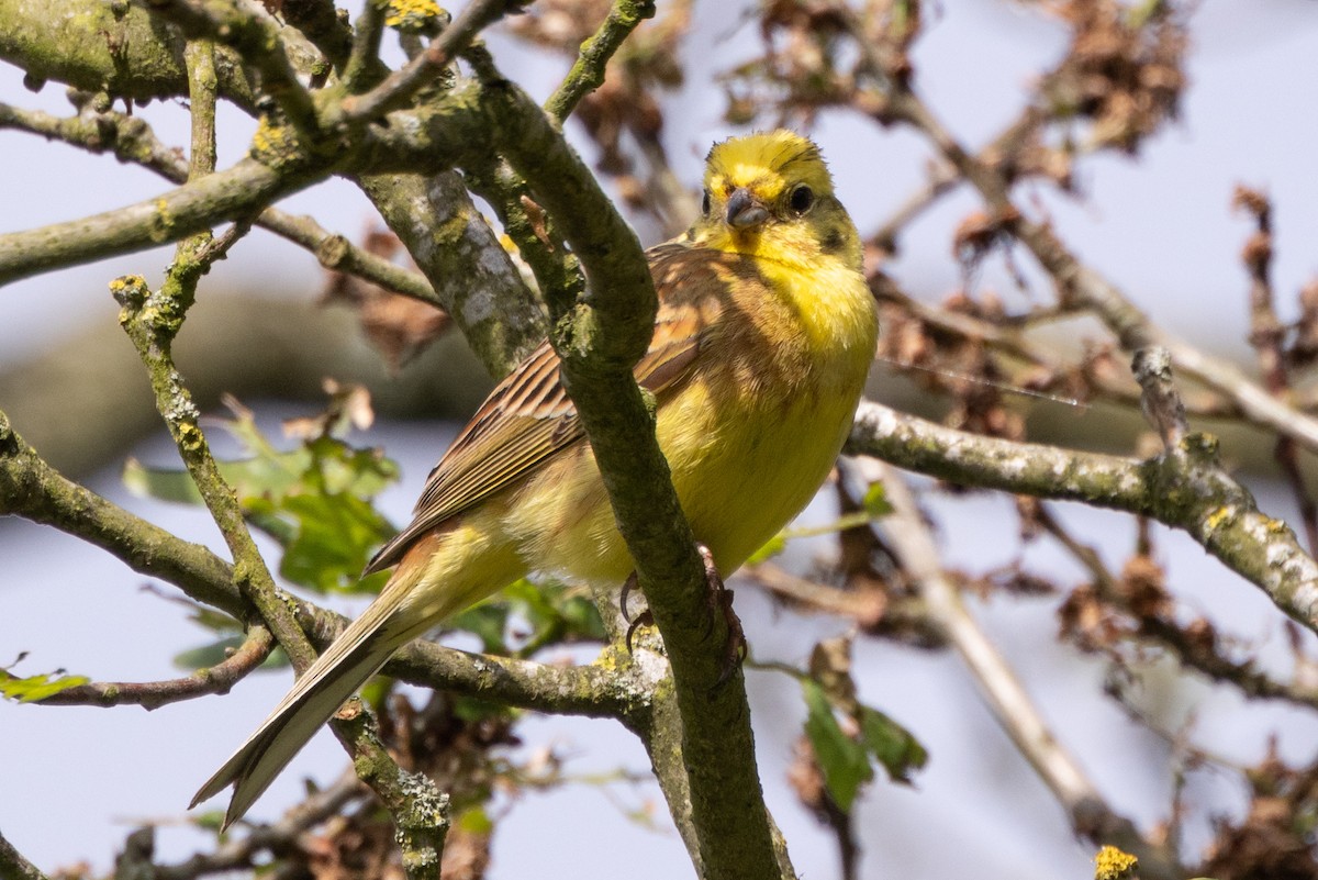 Yellowhammer - ML620573631