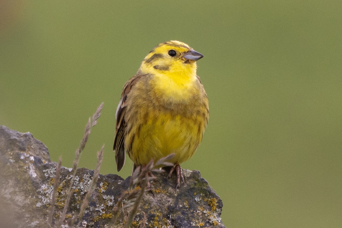 Yellowhammer - ML620573632