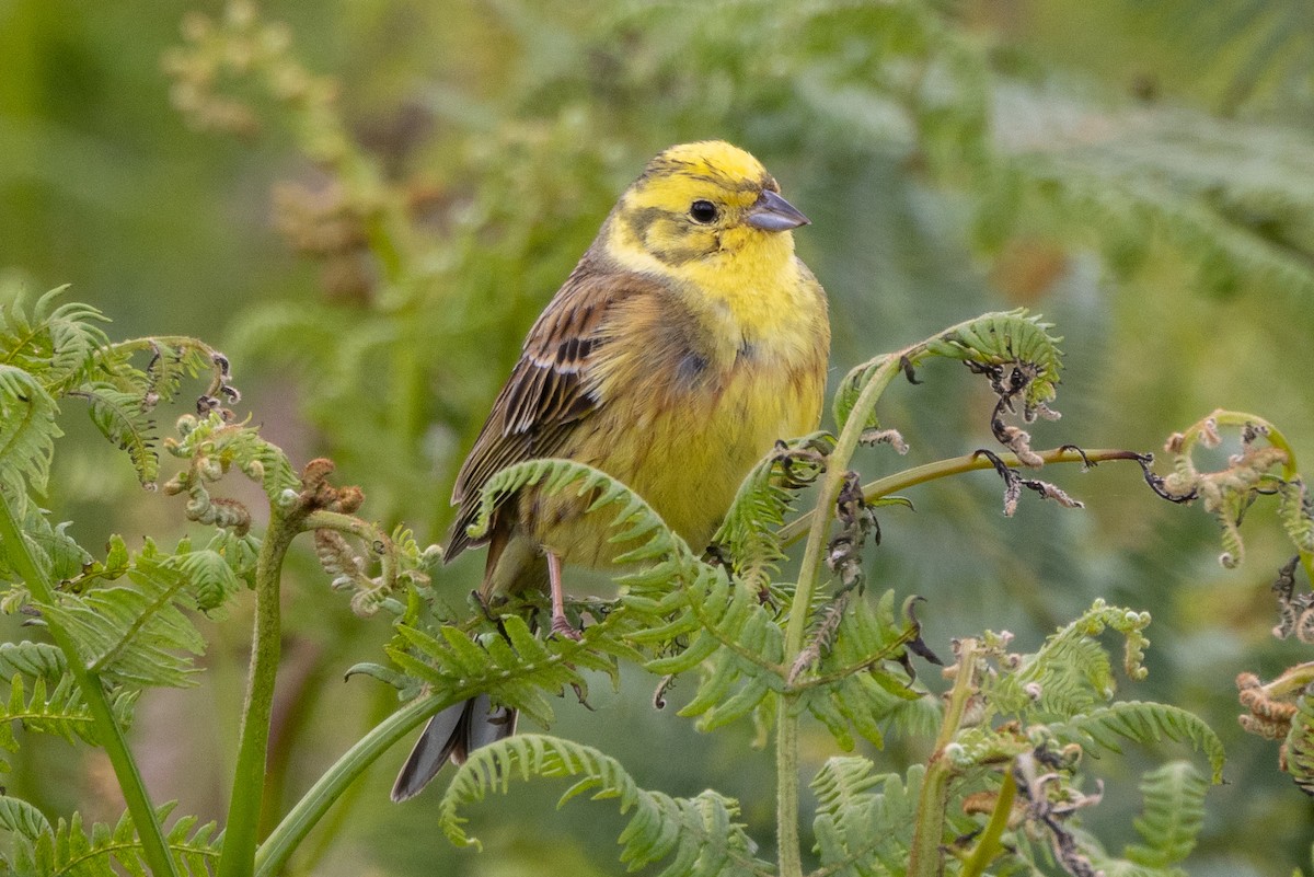 Yellowhammer - ML620573633