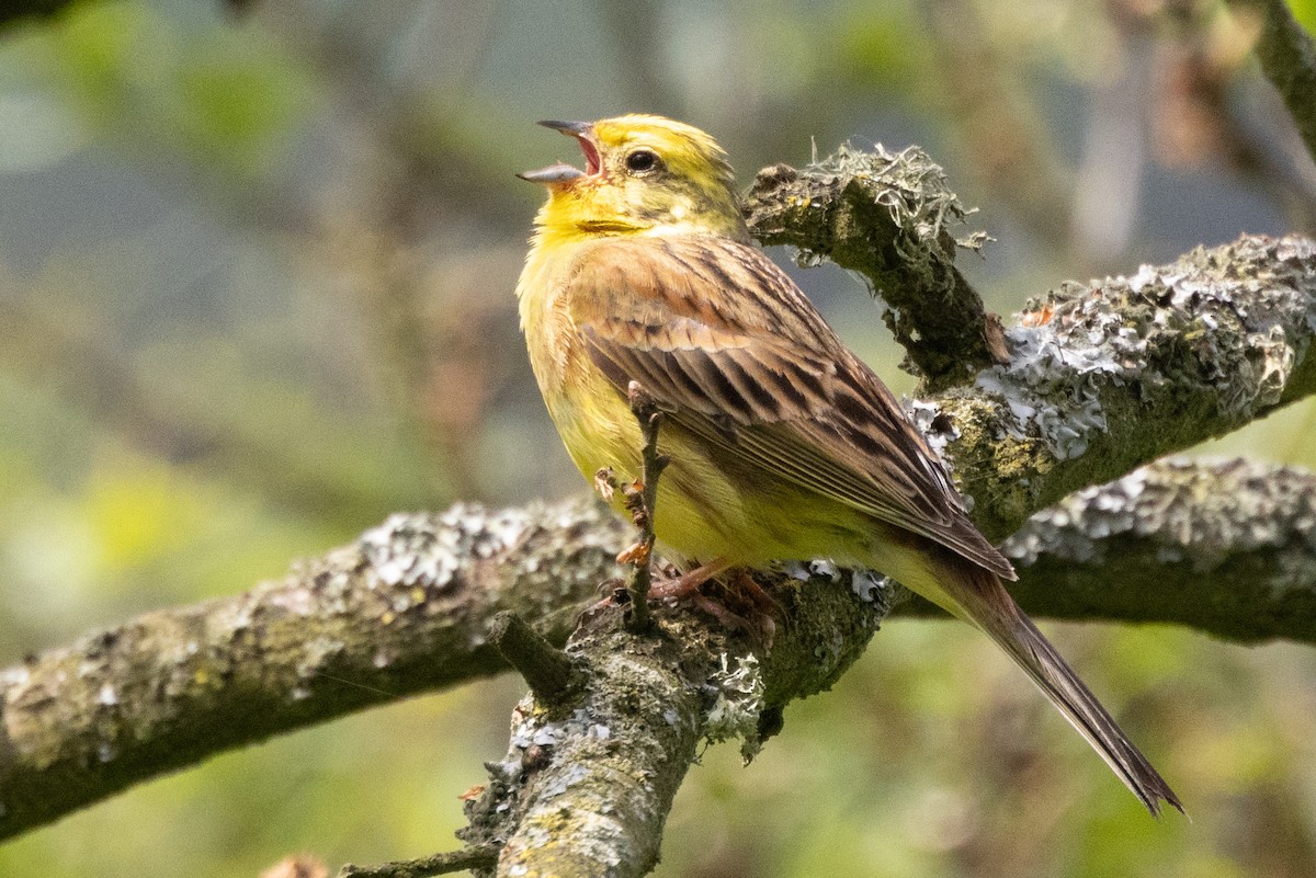 Yellowhammer - ML620573636