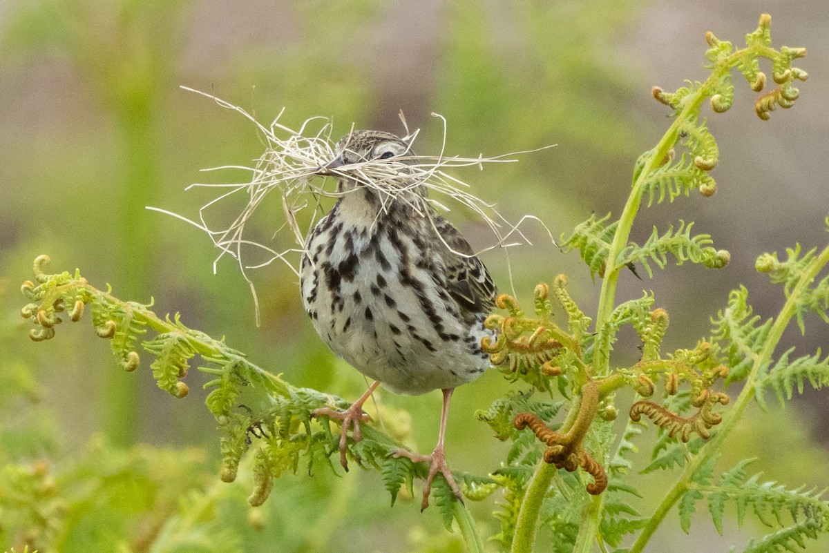Meadow Pipit - ML620573638