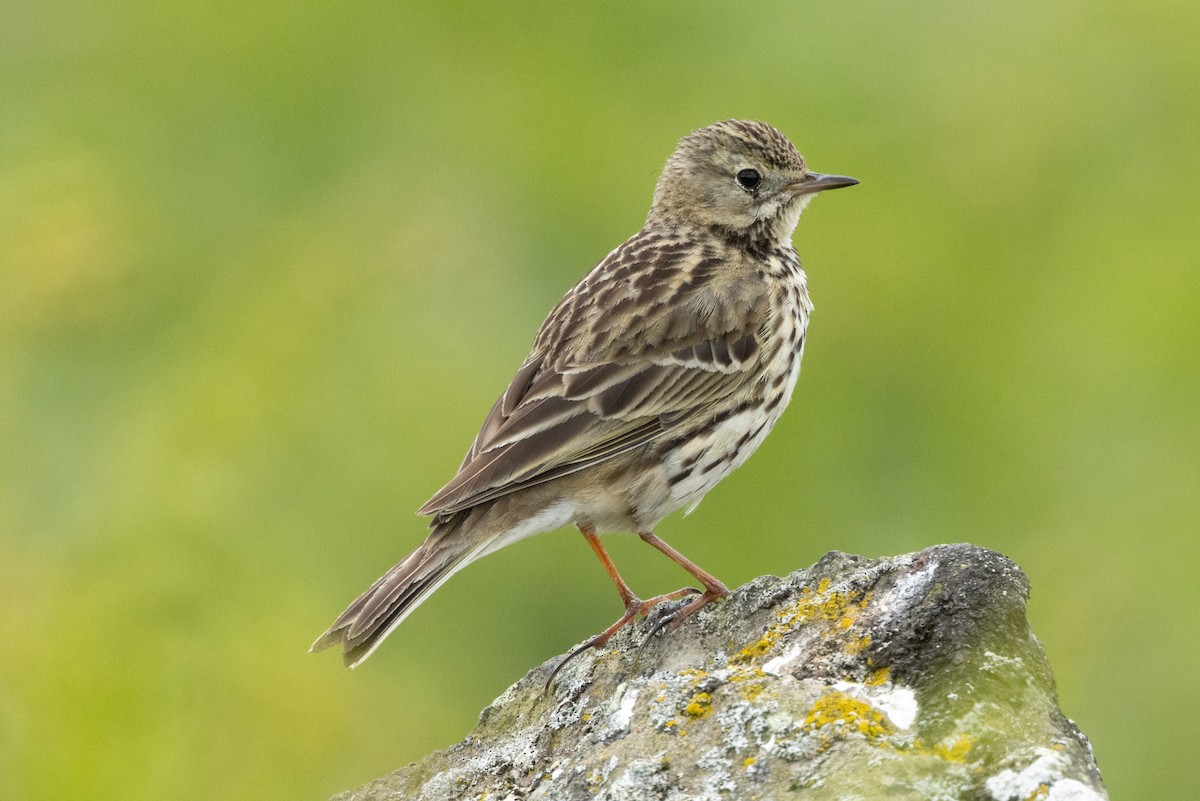 Meadow Pipit - ML620573639