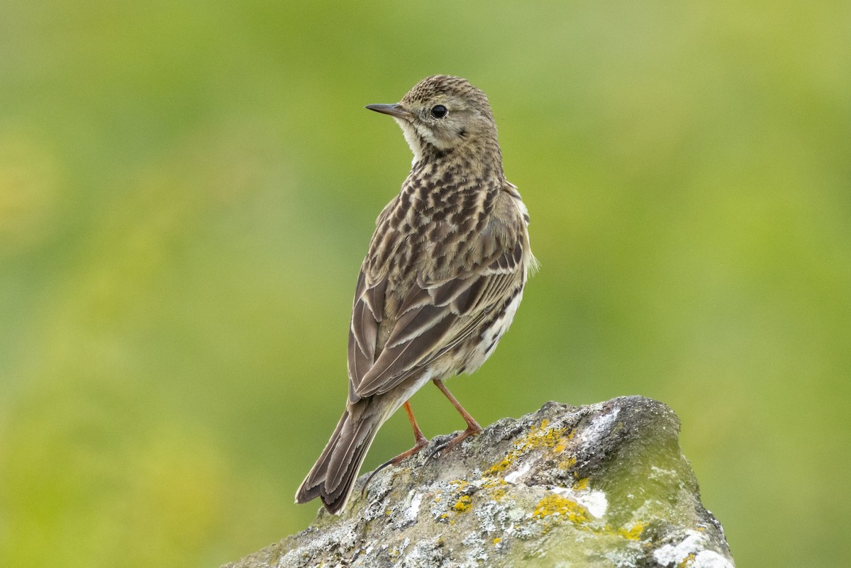 Meadow Pipit - ML620573640