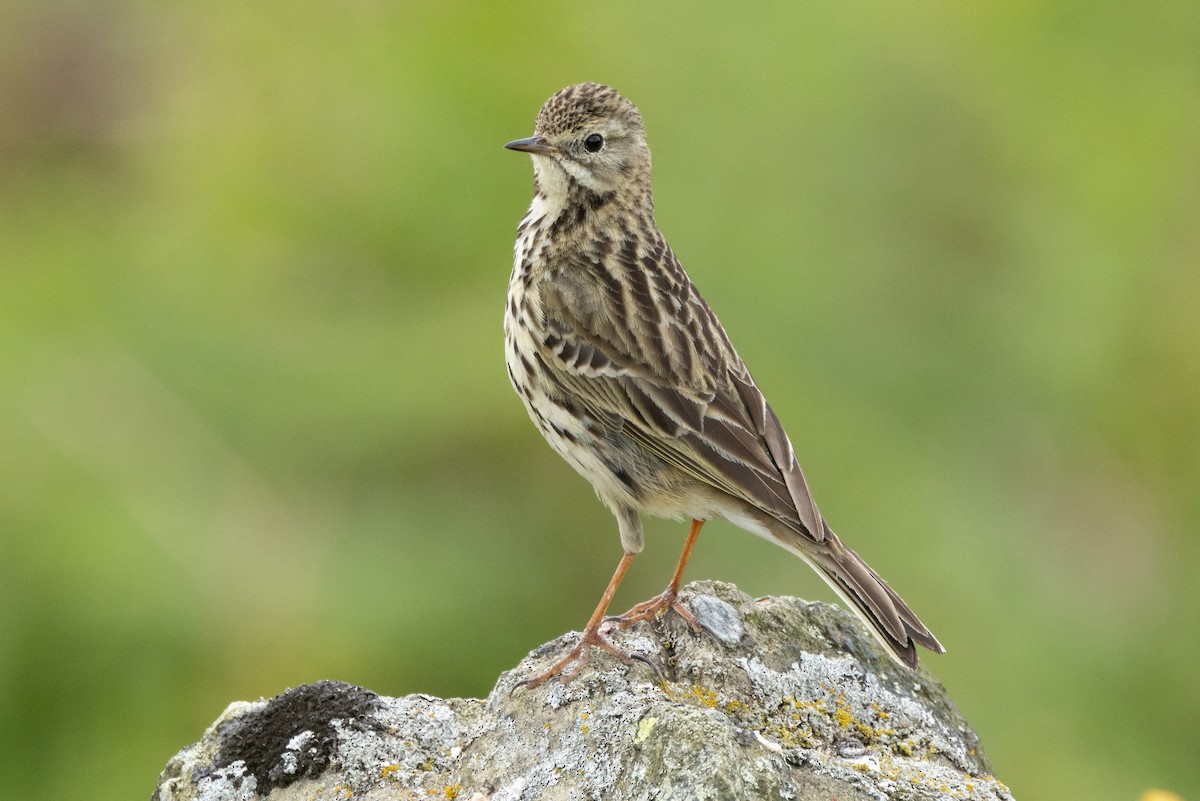 Meadow Pipit - ML620573641