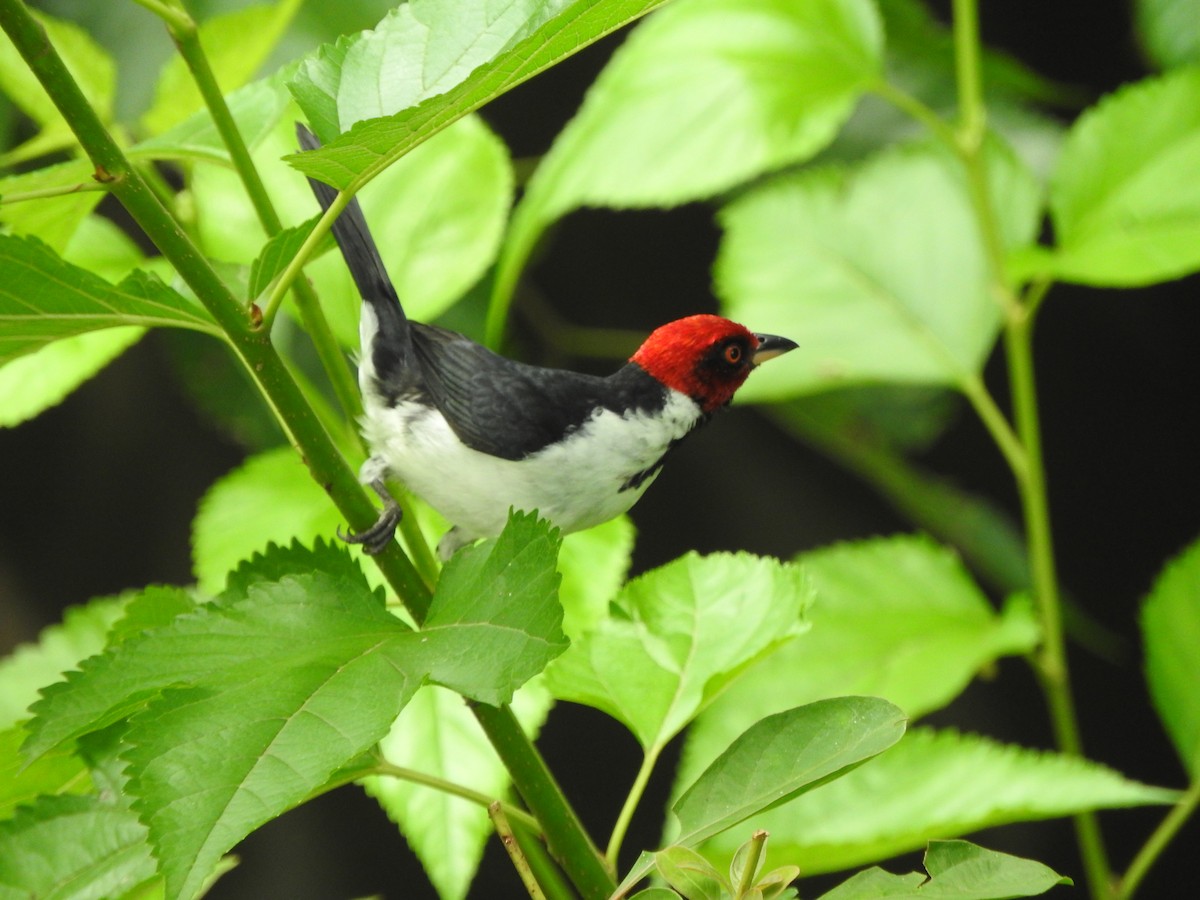 Red-capped Cardinal - ML620573643