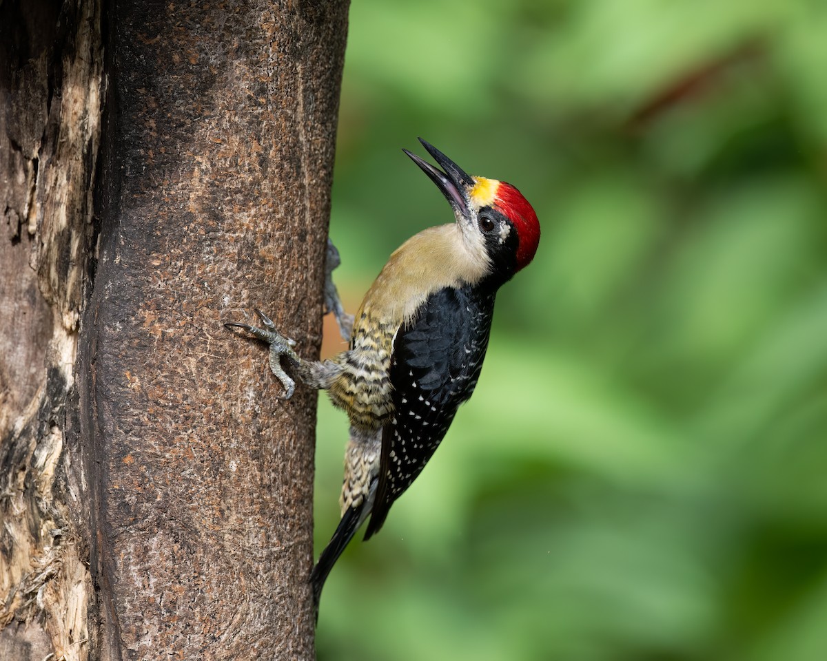 Black-cheeked Woodpecker - ML620573649