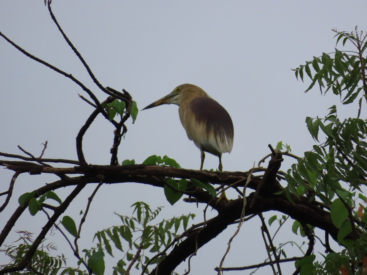 Indian Pond-Heron - ML620573651