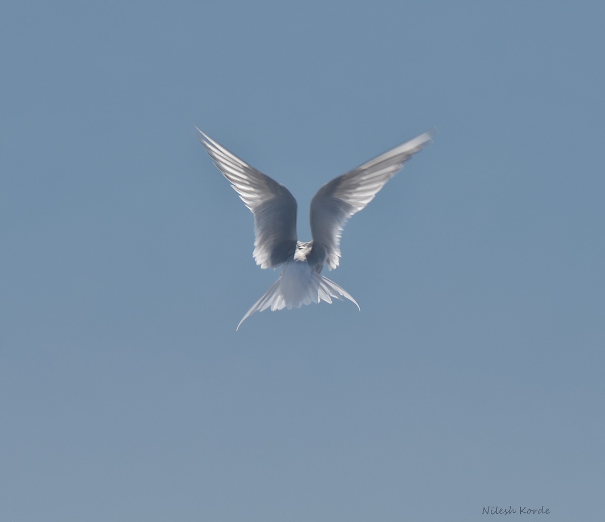 Antarctic Tern - ML620573653