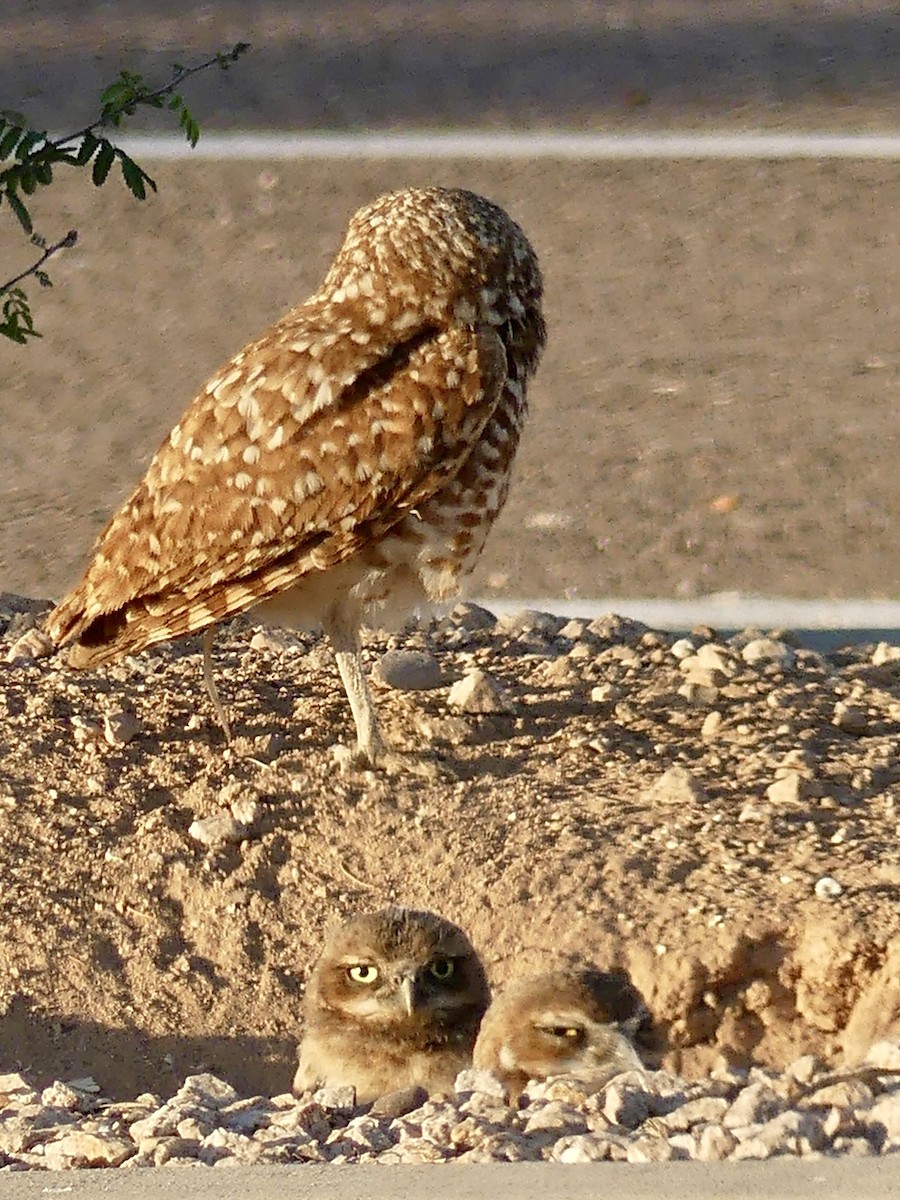 Burrowing Owl - ML620573657