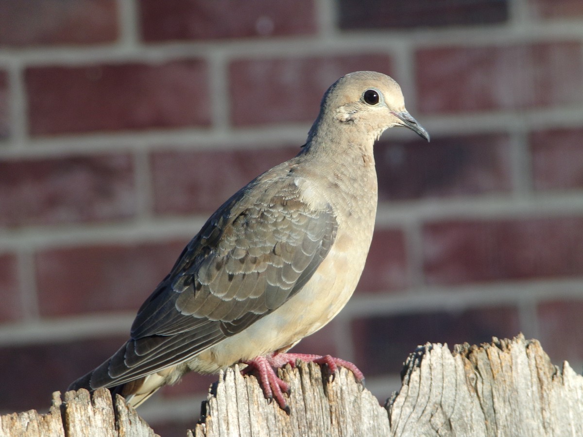 Mourning Dove - ML620573658