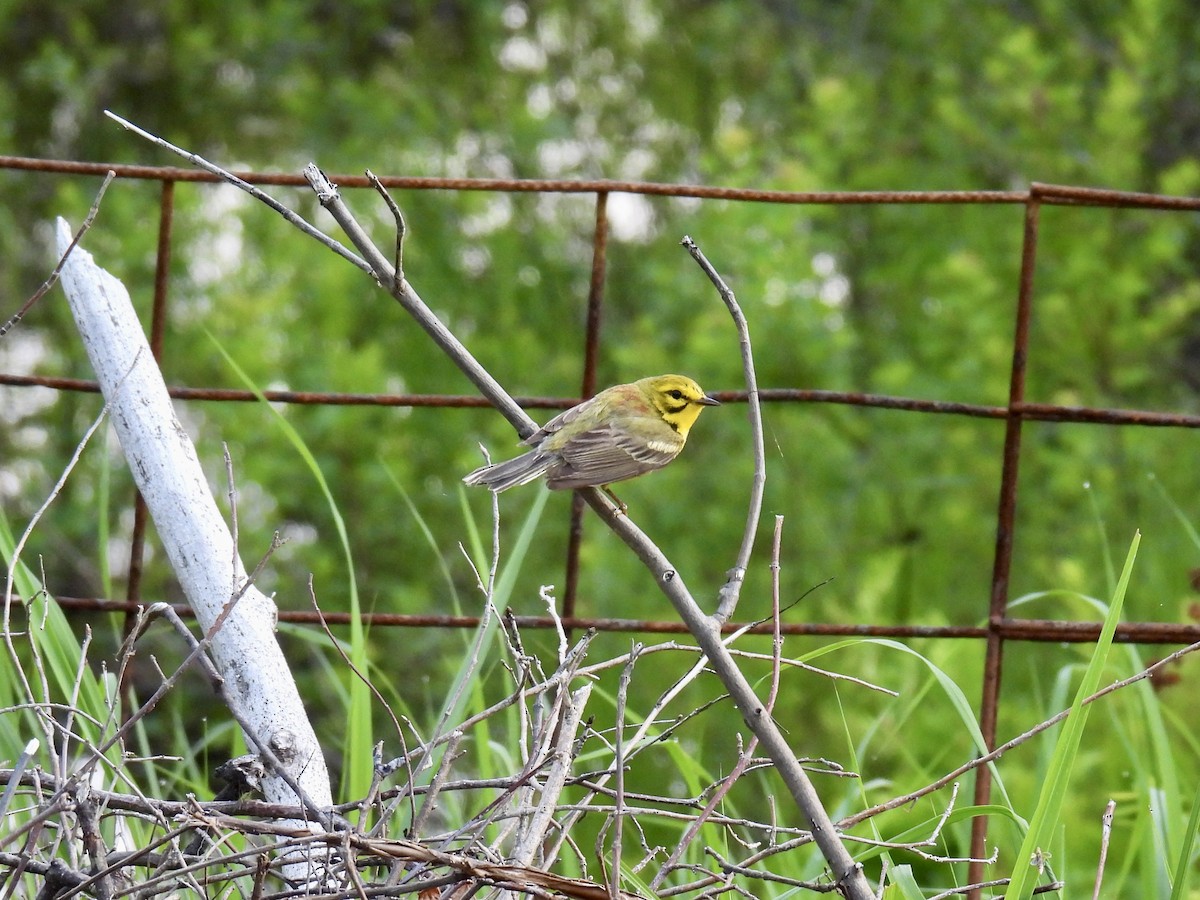 Prairie Warbler - ML620573671