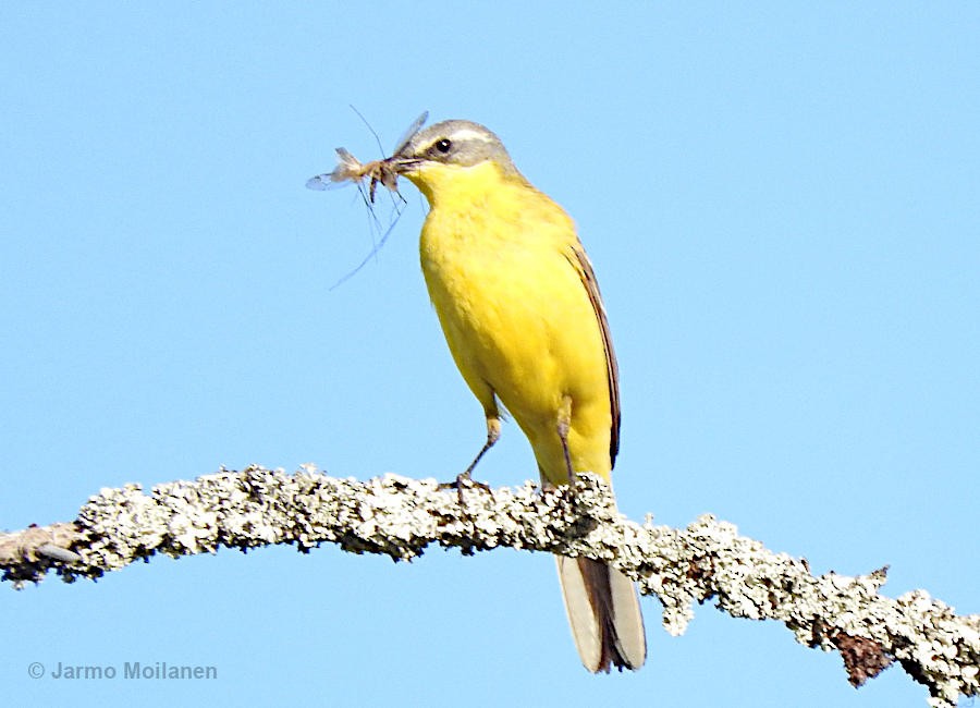 Western Yellow Wagtail (flava) - ML620573682