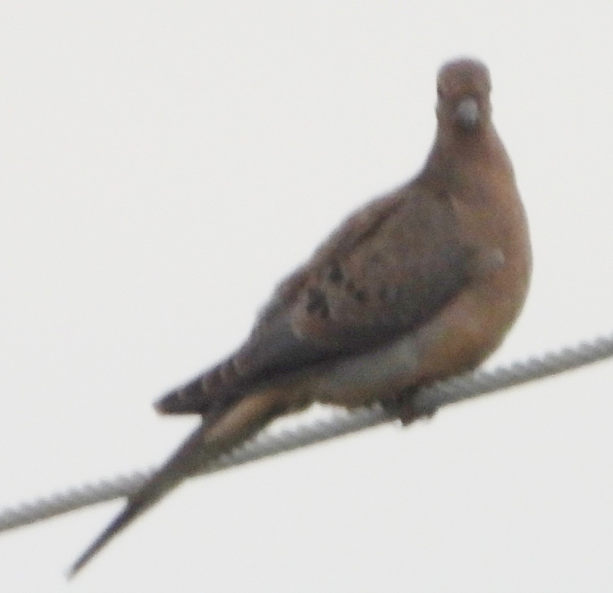 Mourning Dove - ML620573686