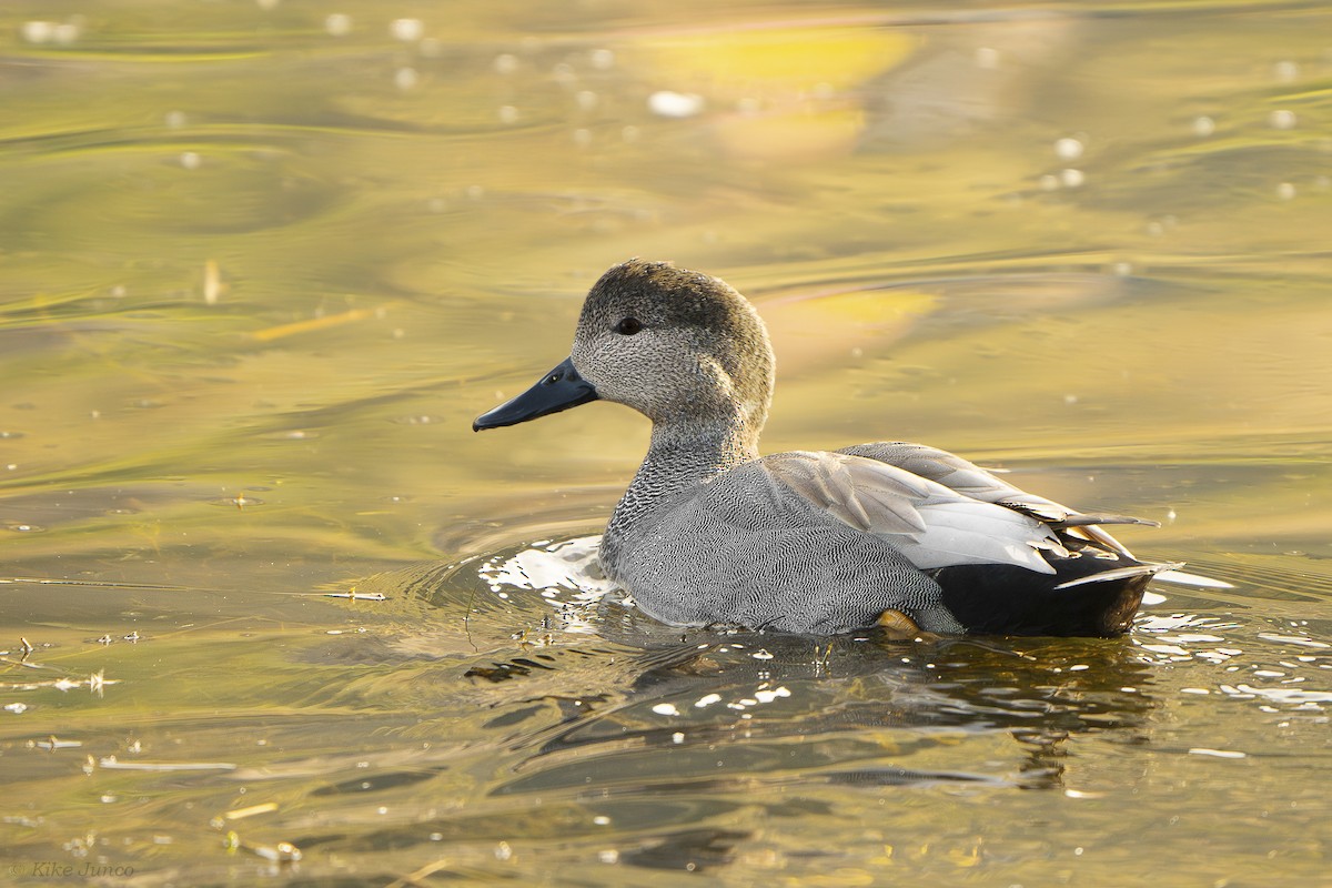 Canard chipeau - ML620573687