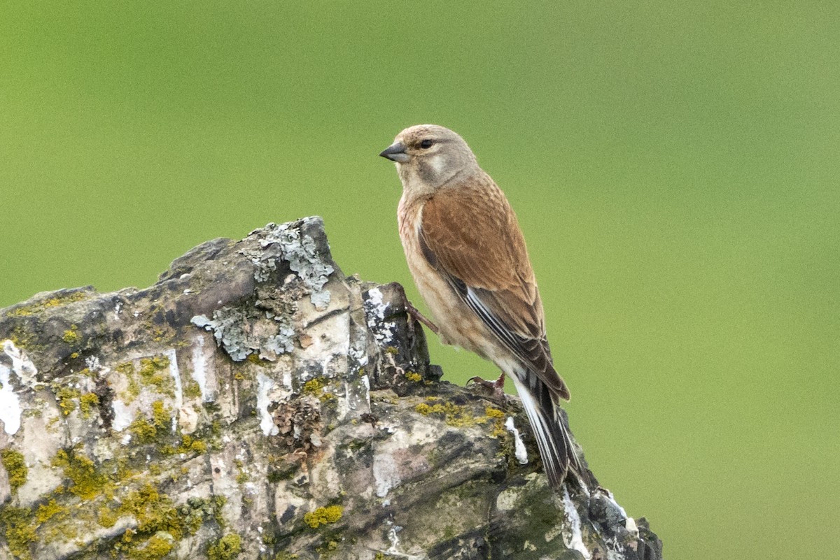 Eurasian Linnet - ML620573689