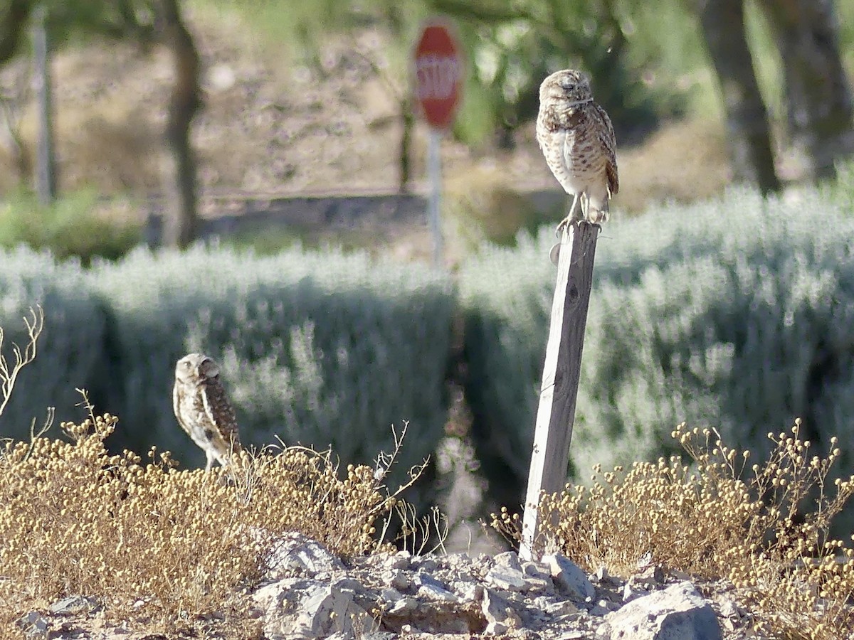 Burrowing Owl - ML620573708