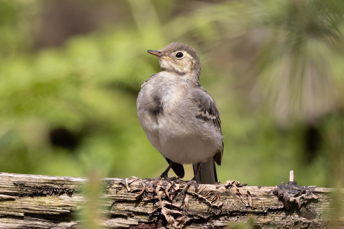 White Wagtail (British) - ML620573712