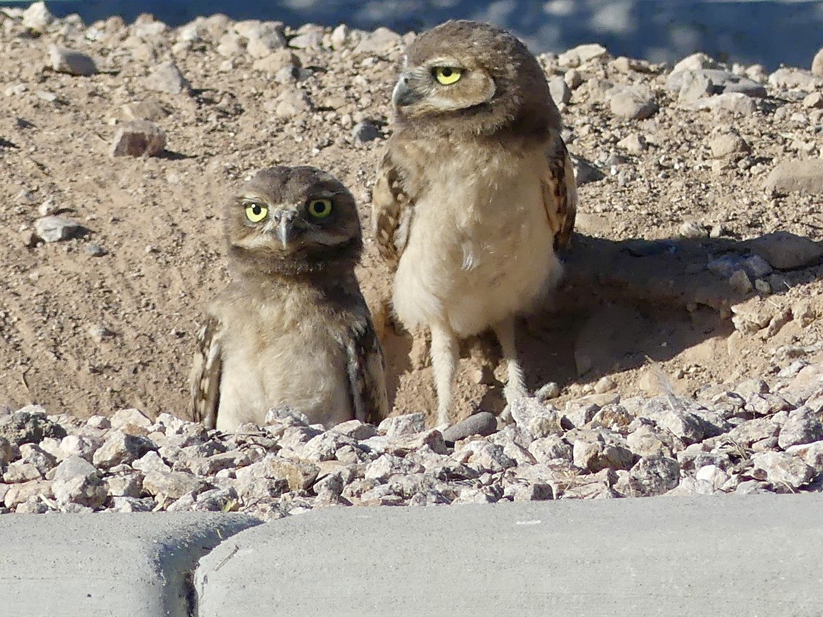 Burrowing Owl - ML620573718