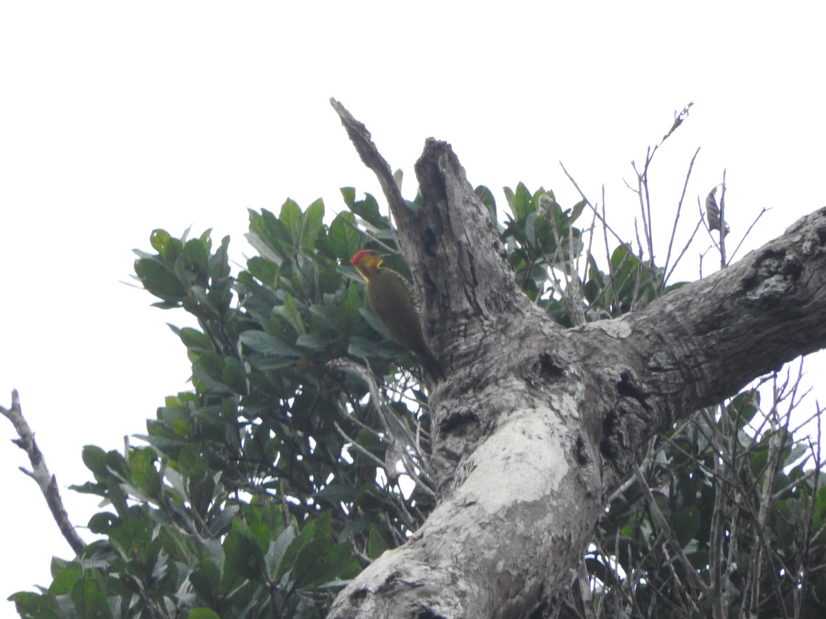 Yellow-throated Woodpecker - ML620573734