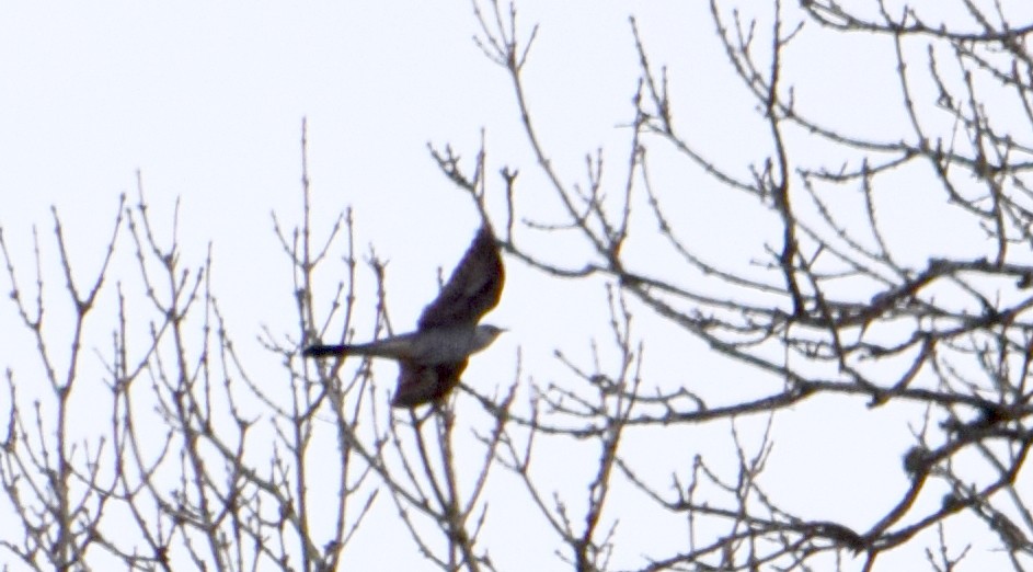 Common Cuckoo - ML620573747