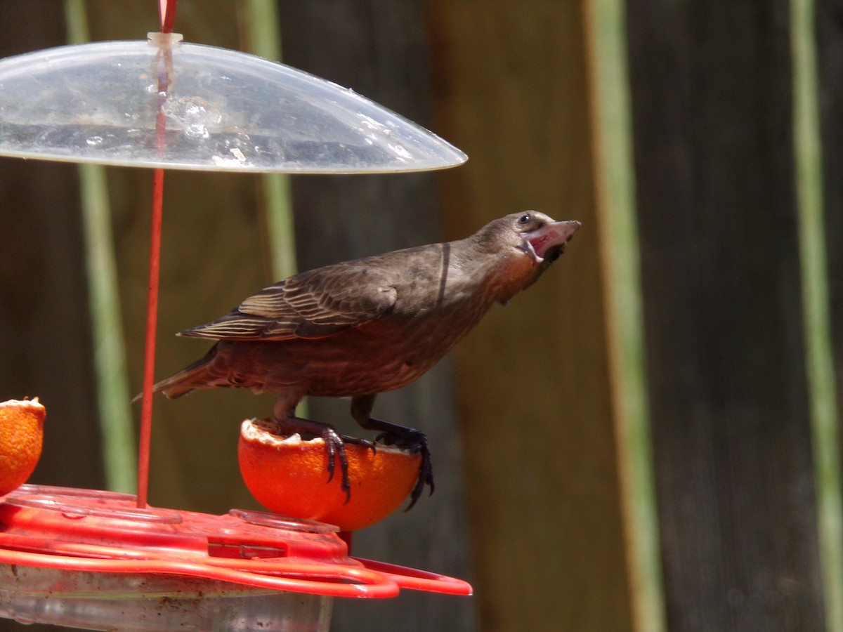 European Starling - ML620573779