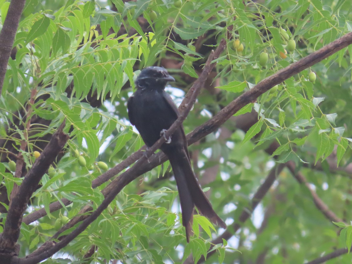 Black Drongo - ML620573780