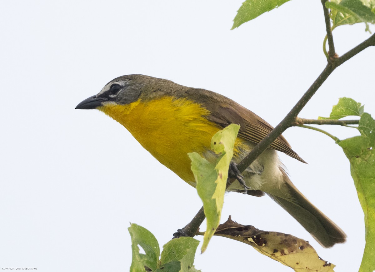 Yellow-breasted Chat - ML620573784