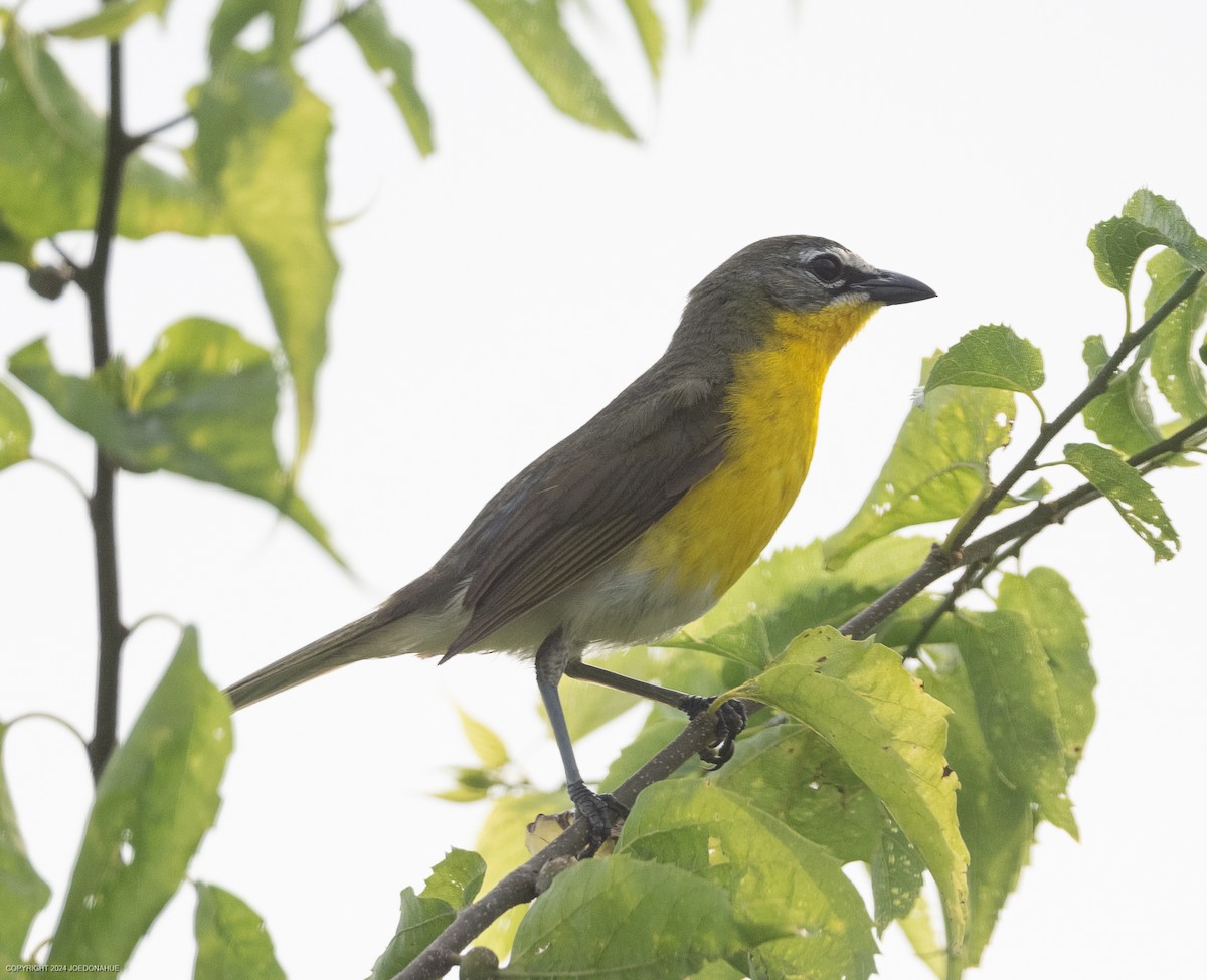 Yellow-breasted Chat - ML620573785