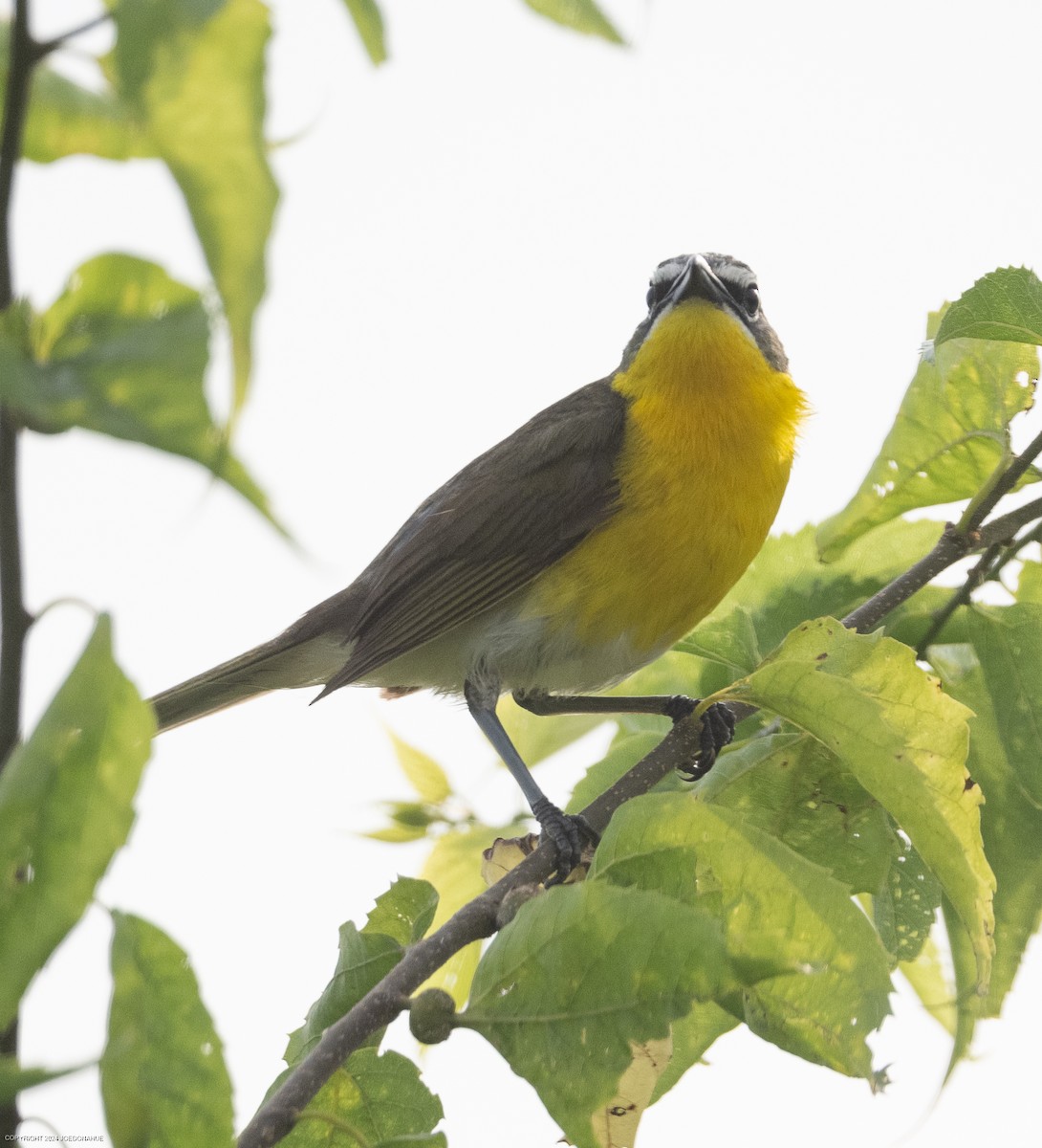 Yellow-breasted Chat - ML620573786