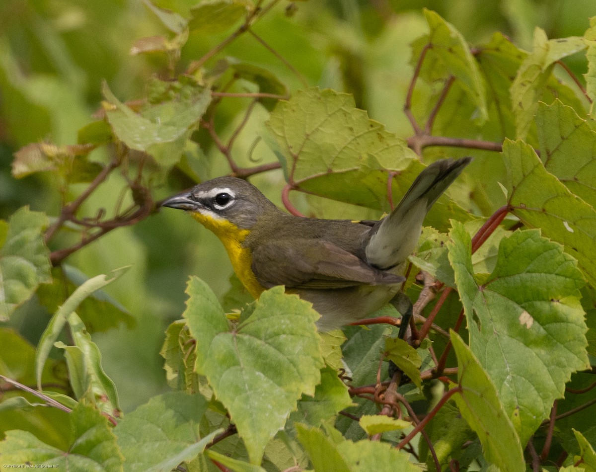 Yellow-breasted Chat - ML620573787