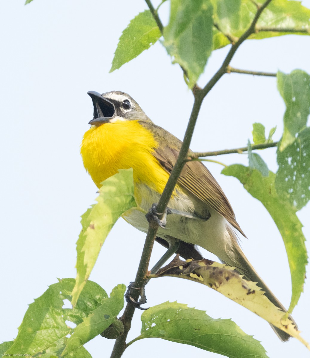 Yellow-breasted Chat - ML620573788