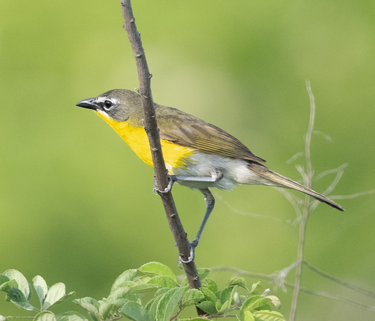 Yellow-breasted Chat - ML620573789