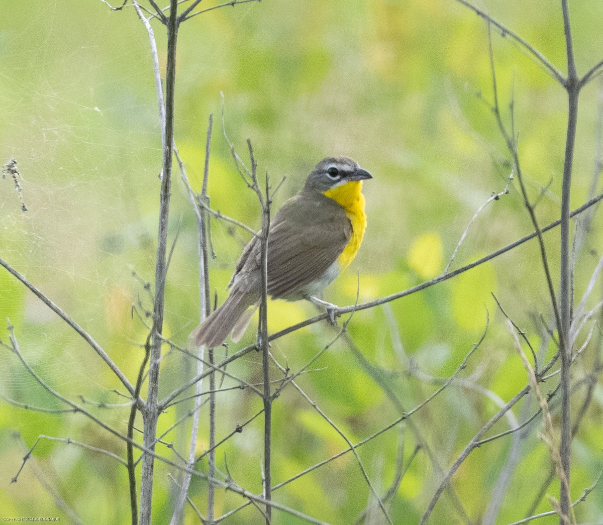 Yellow-breasted Chat - ML620573790