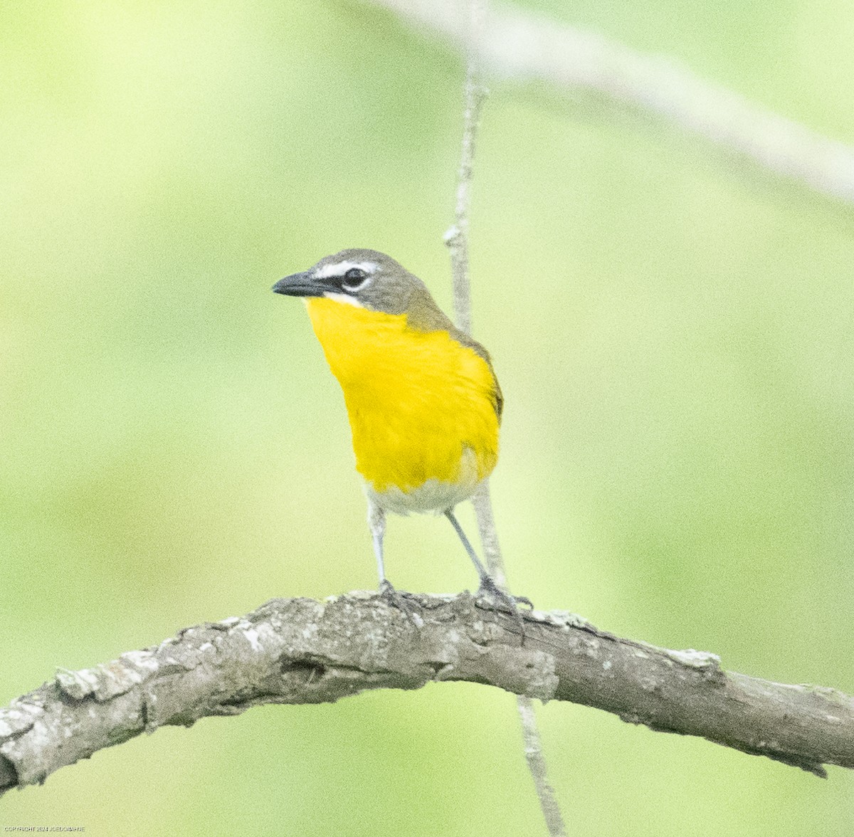 Yellow-breasted Chat - ML620573791