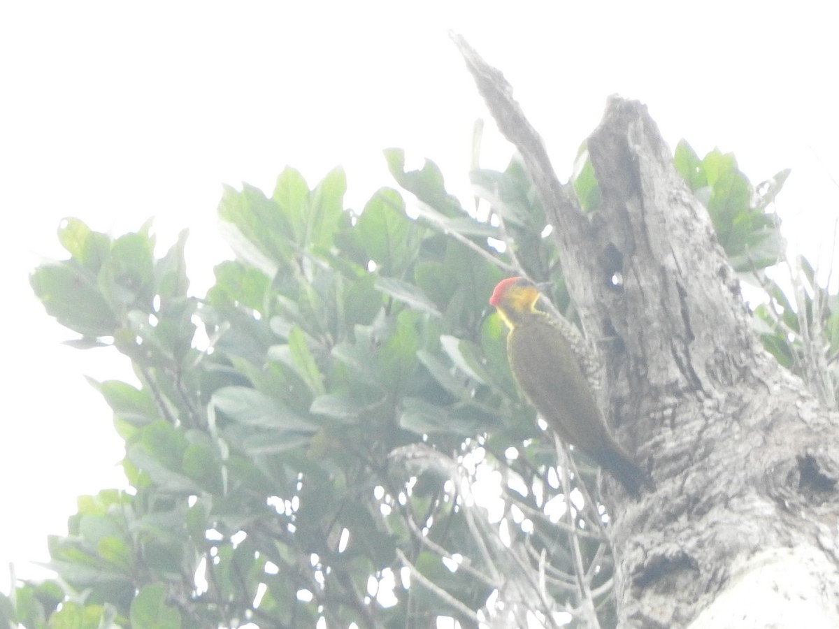 Yellow-throated Woodpecker - ML620573812