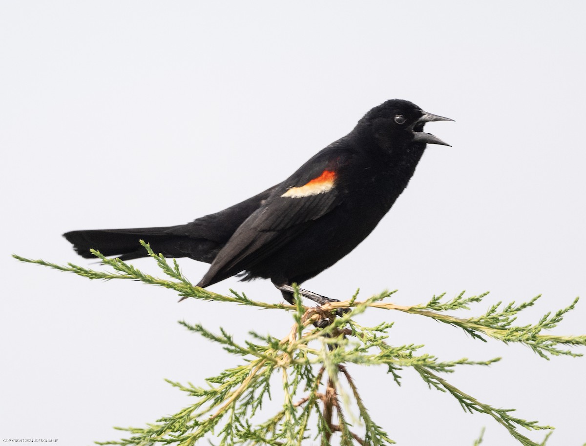 Red-winged Blackbird - ML620573816