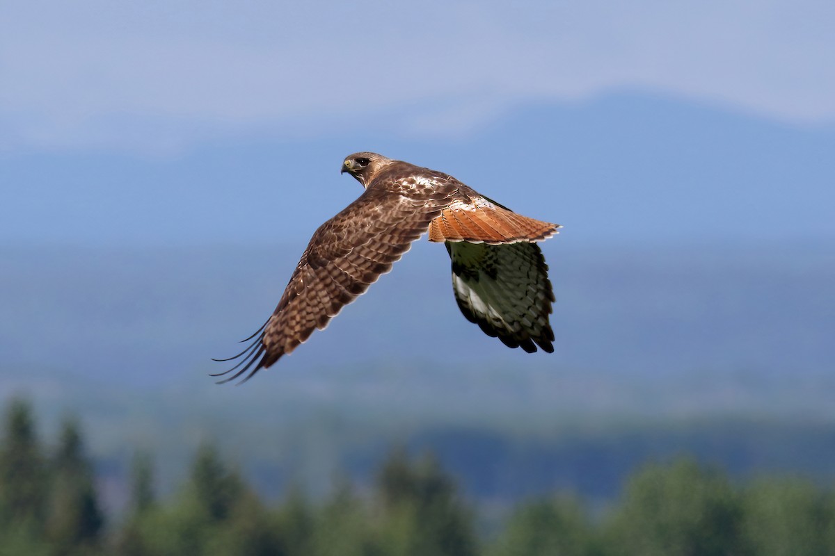Red-tailed Hawk - ML620573839