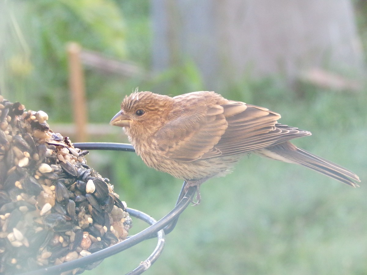 House Finch - ML620573877