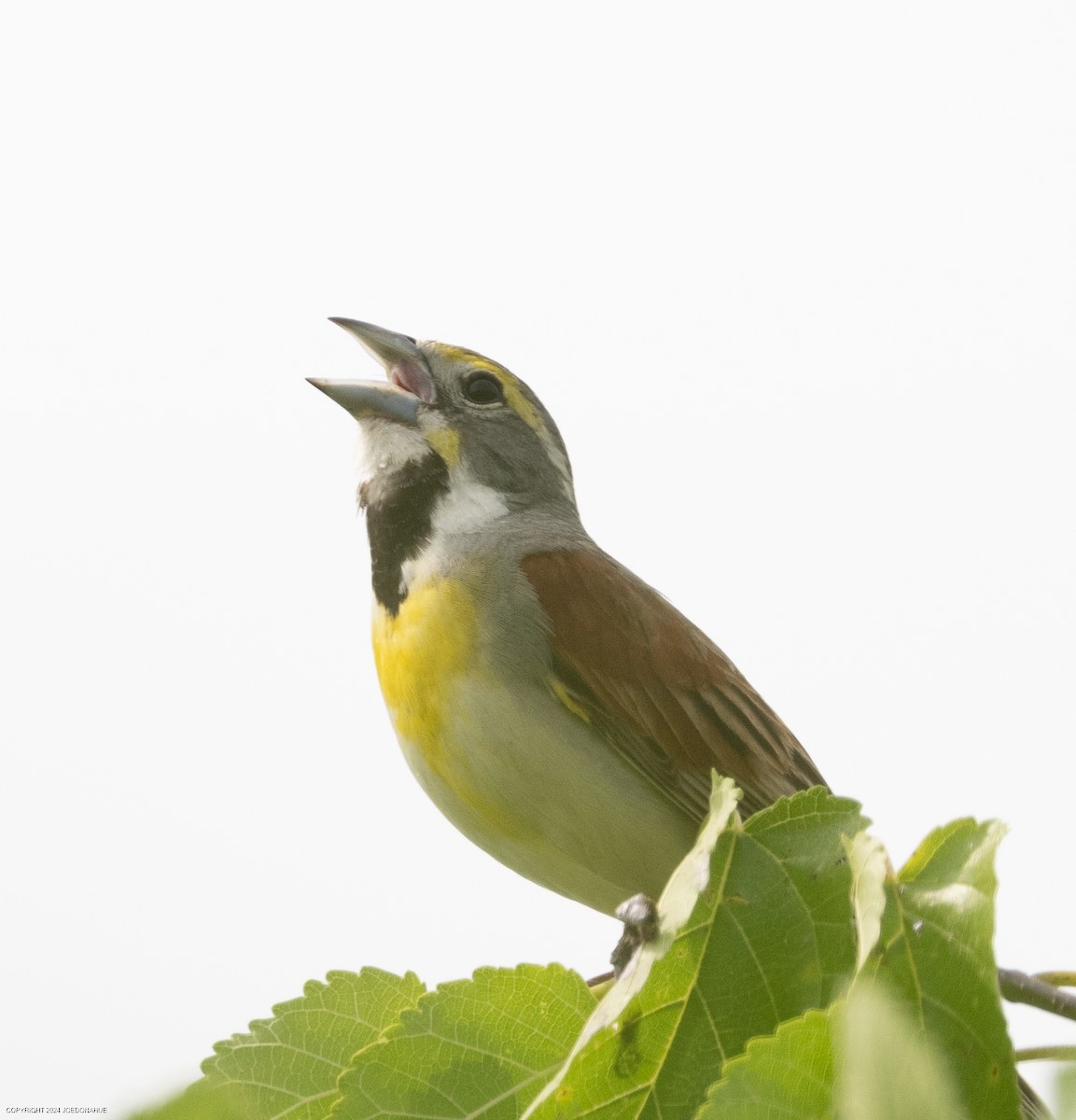 Dickcissel d'Amérique - ML620573885