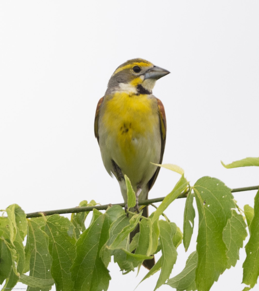 Dickcissel - ML620573889