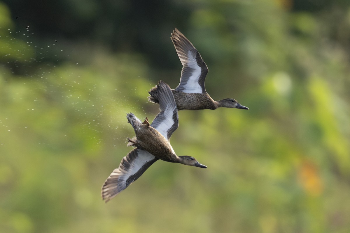 Blue-winged Teal - Mathieu Bally