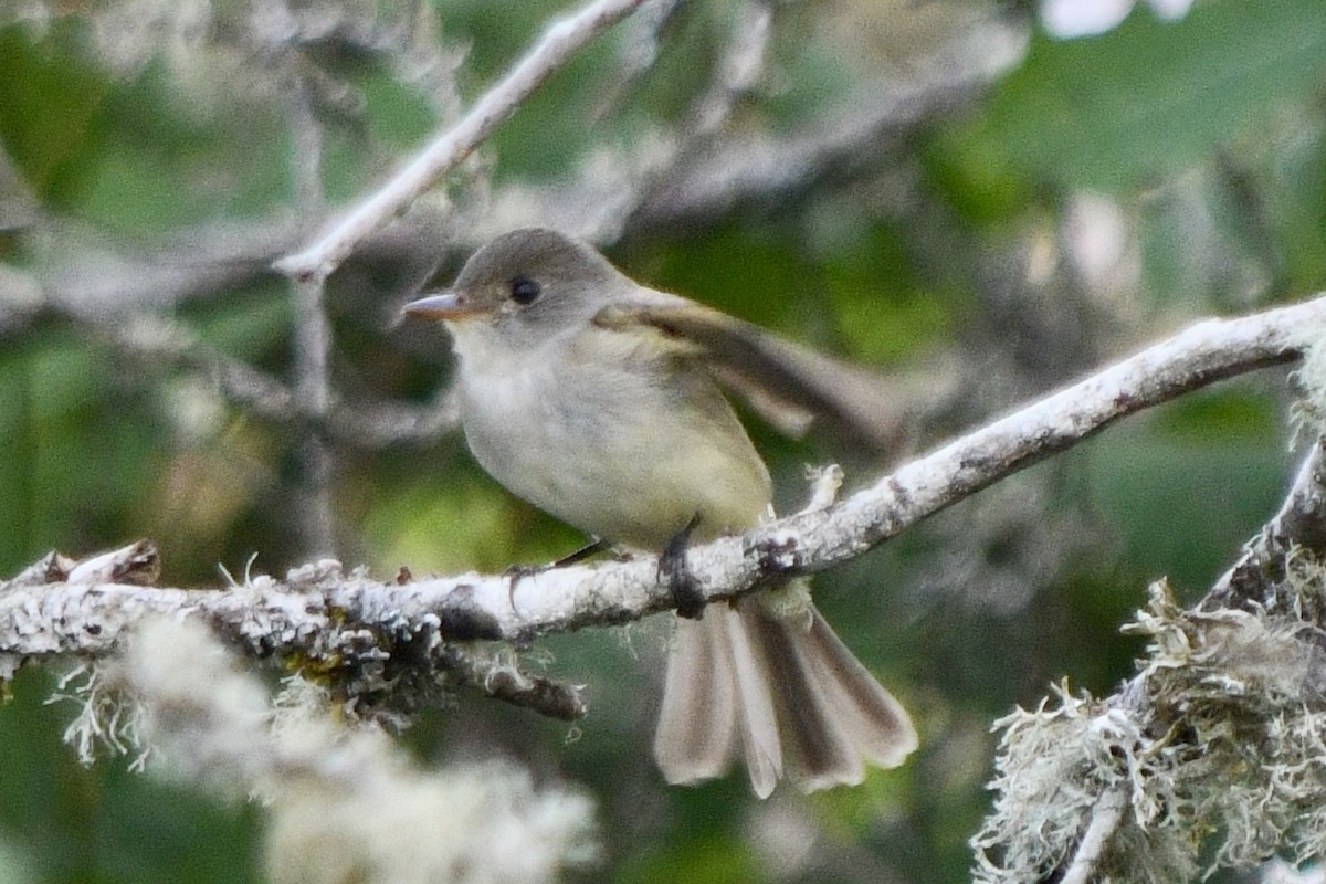 Willow Flycatcher - ML620573895