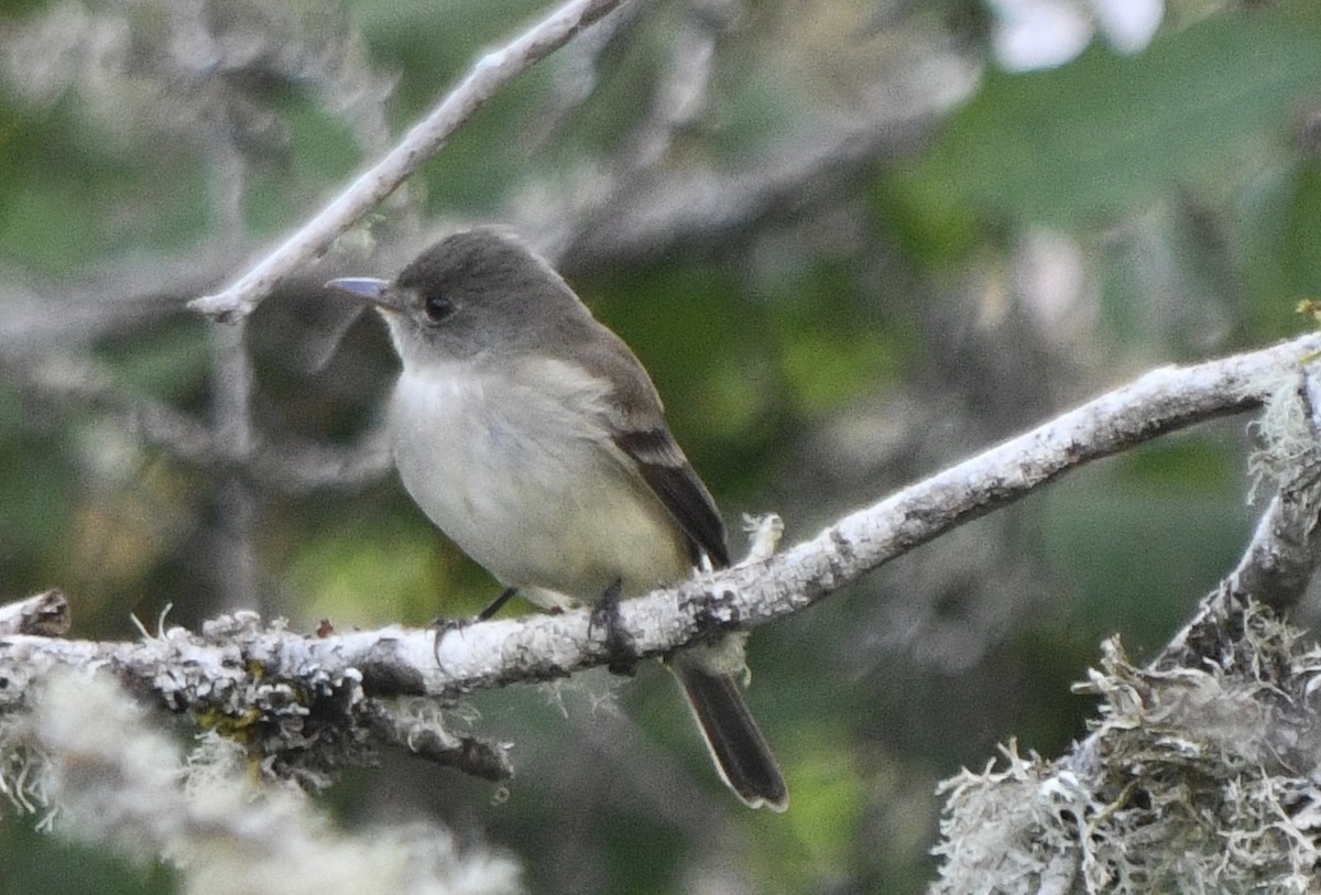 Willow Flycatcher - Andrew Hovey