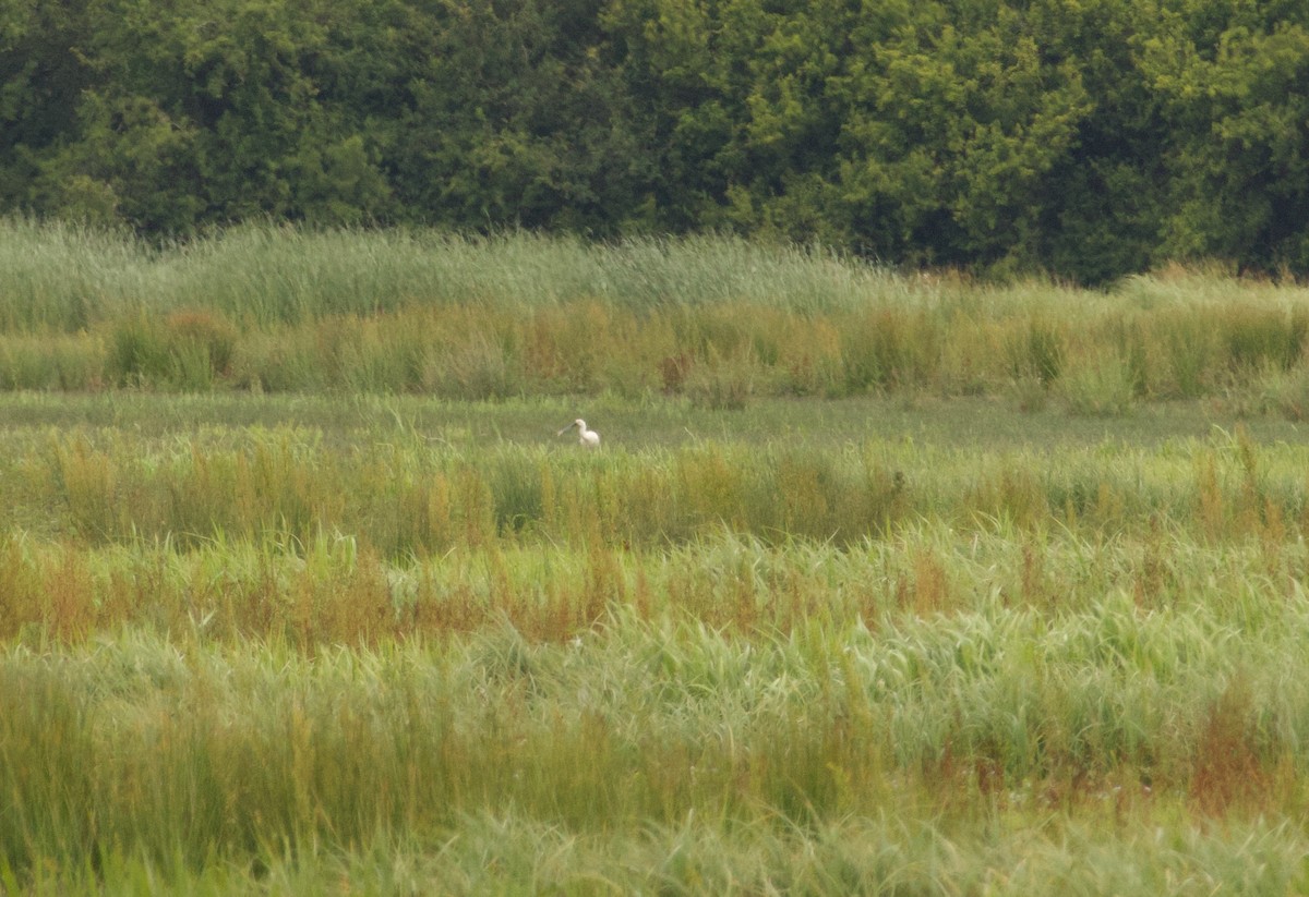 Eurasian Spoonbill - ML620573906