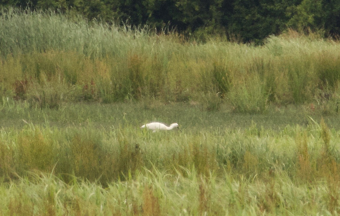 Eurasian Spoonbill - ML620573907