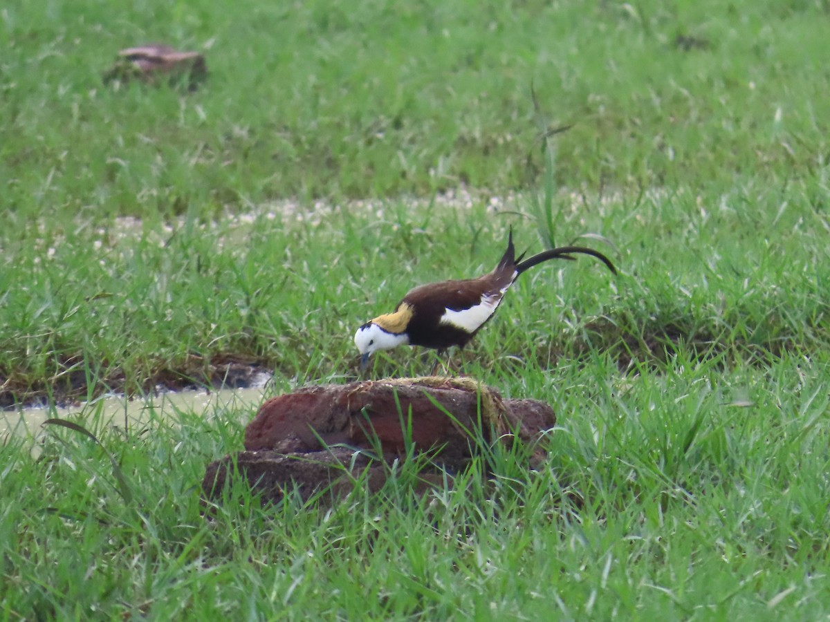 Pheasant-tailed Jacana - ML620573909