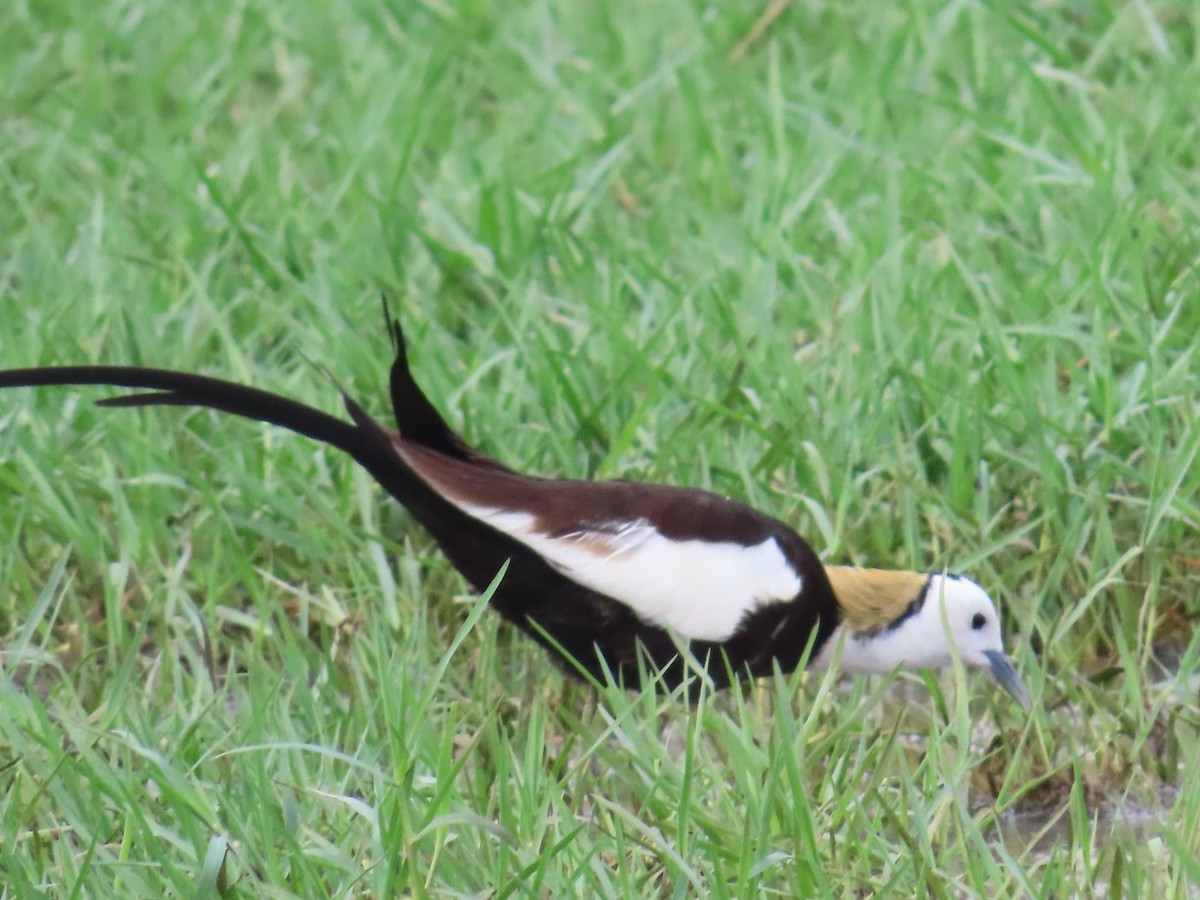 Pheasant-tailed Jacana - ML620573918