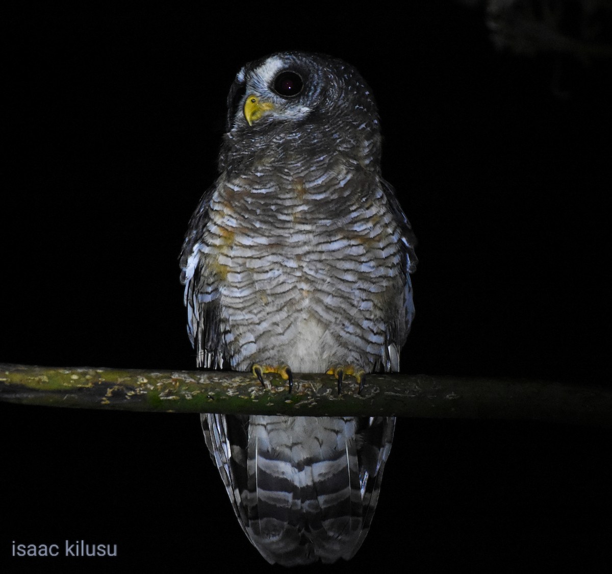 African Wood-Owl - ML620573946